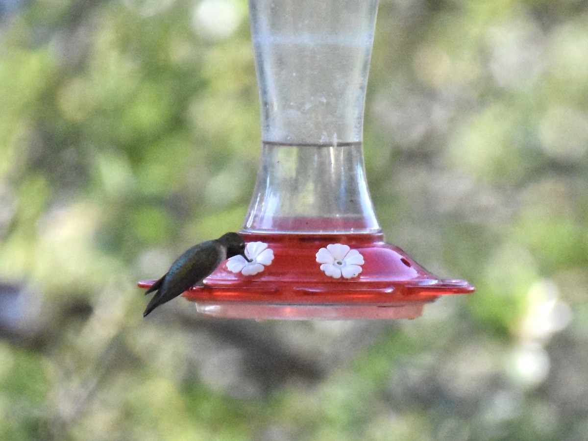Broad-tailed Hummingbird - ML604332471