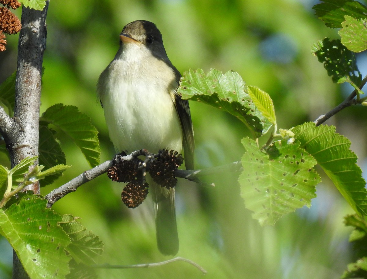 Willow Flycatcher - Shane Sater