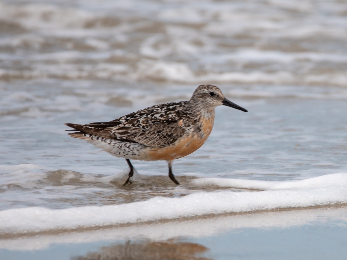 Red Knot - ML604332801