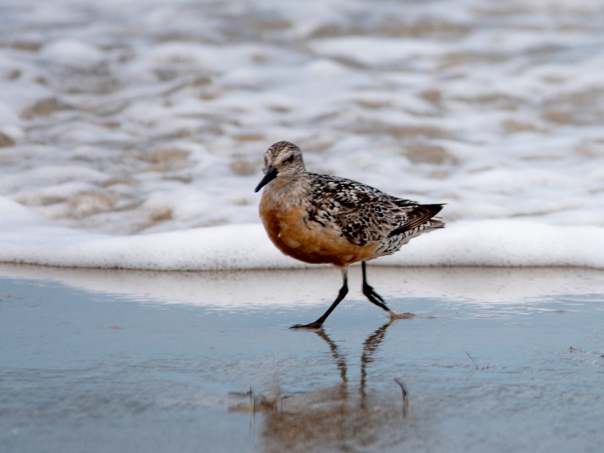 Red Knot - ML604332811