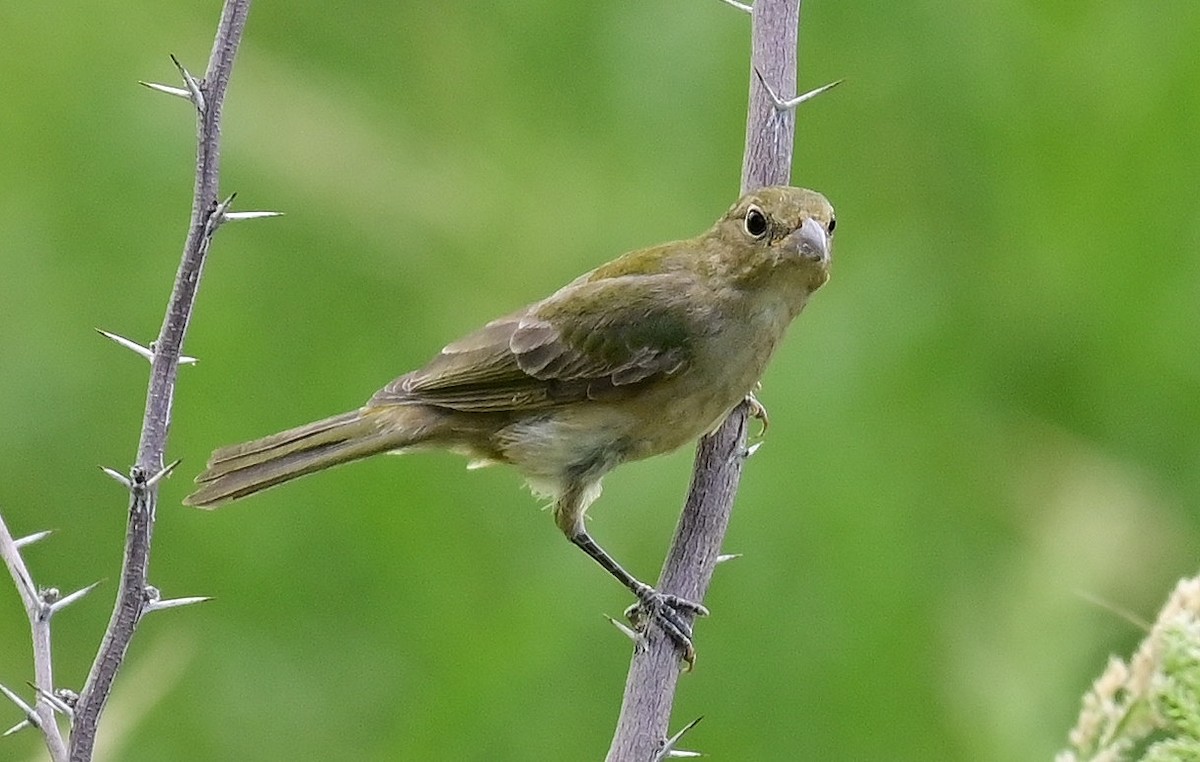 Painted Bunting - ML604333811