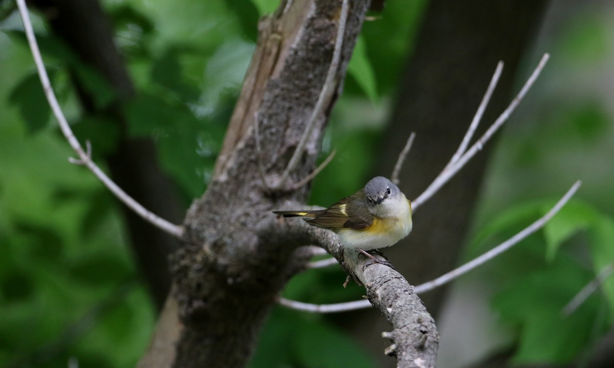 American Redstart - ML60433421