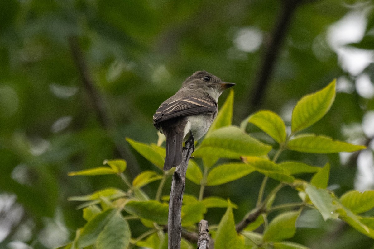 Eastern Wood-Pewee - ML604334721