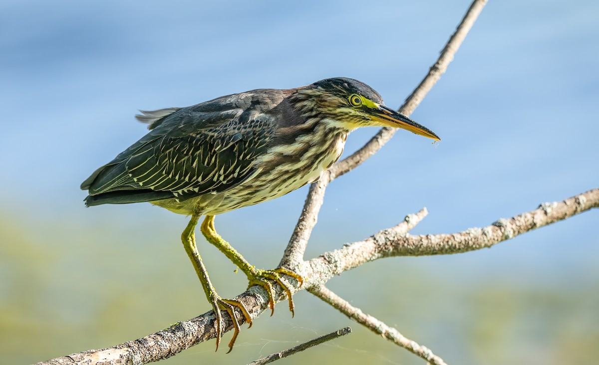 Green Heron - ML604335881