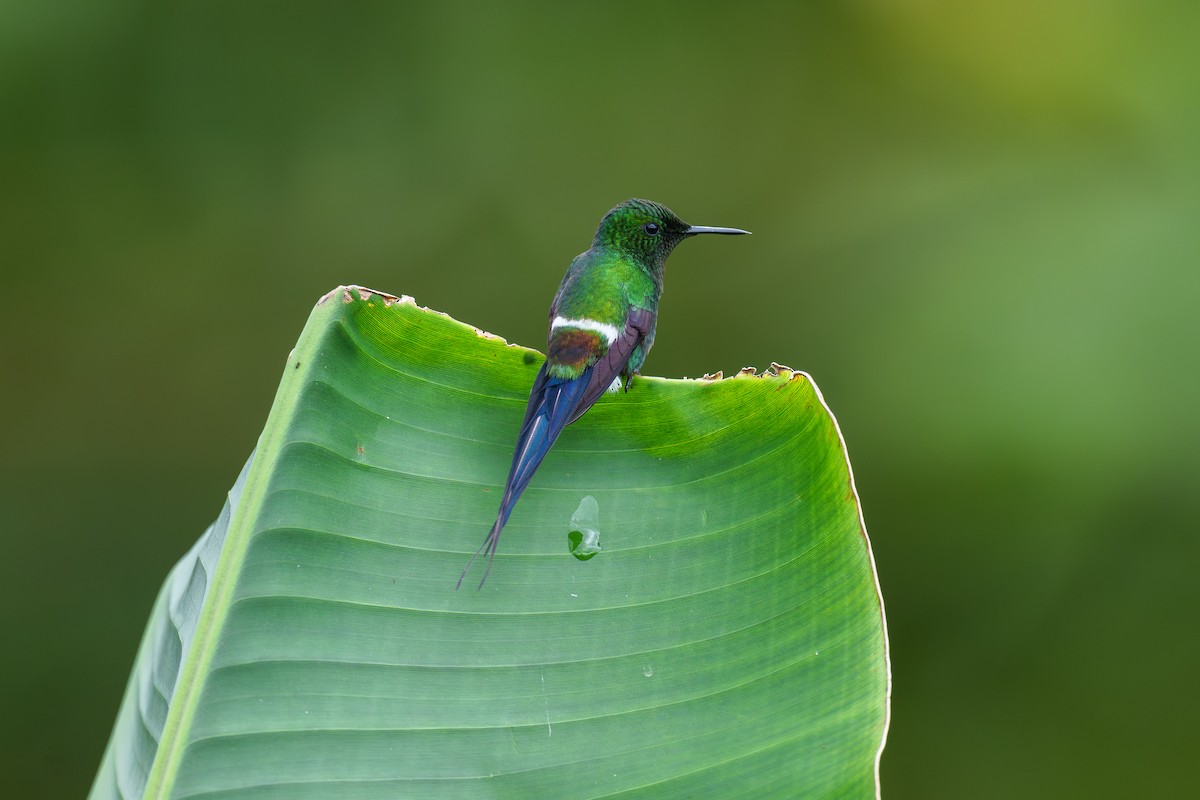 Green Thorntail - Jeff Hapeman