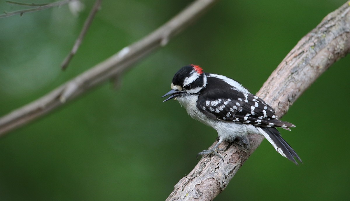 Yumuşak Tüylü Ağaçkakan (pubescens/medianus) - ML60433801