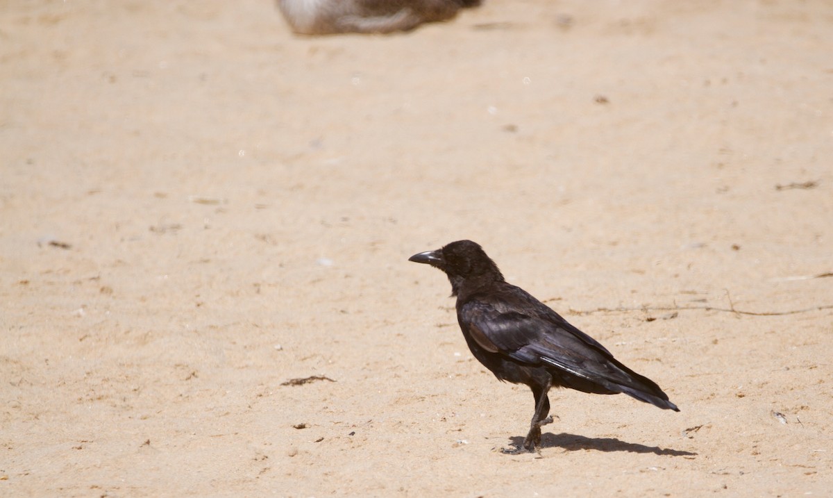 Carrion Crow - ML604338841