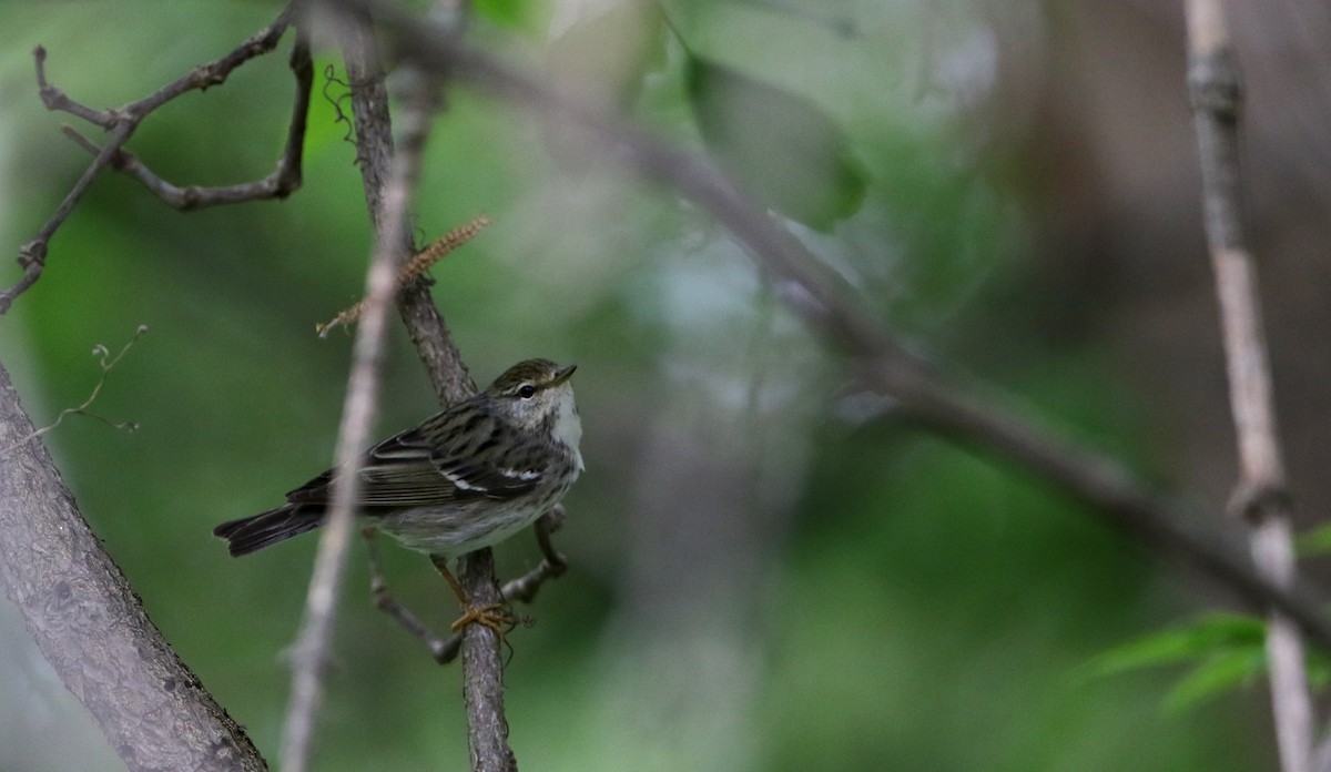 Blackpoll Warbler - Jay McGowan