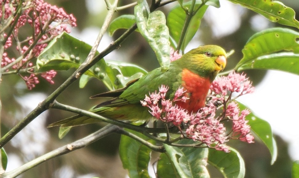 Orange-billed Lorikeet - ML604339401