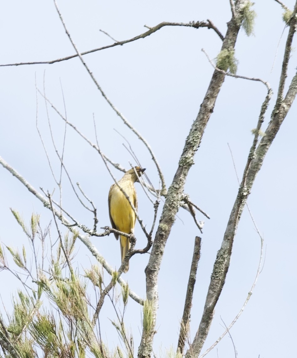 Yellow-breasted Bowerbird - ML604339951