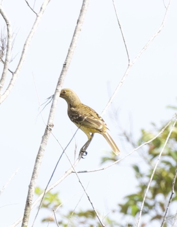 Yellow-breasted Bowerbird - ML604339961