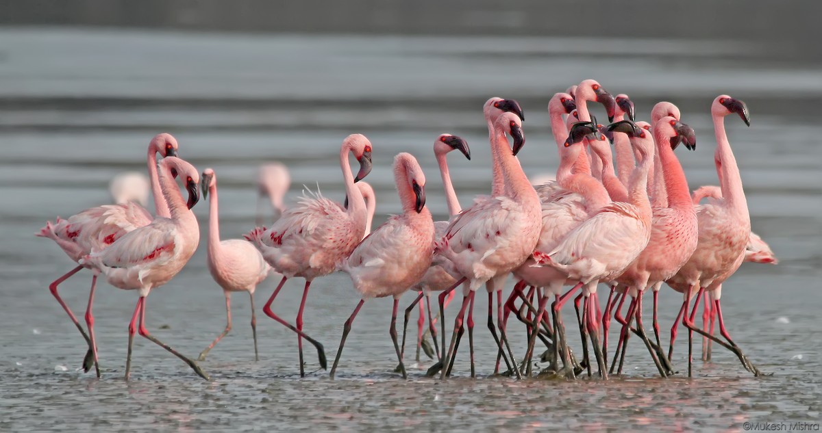 ML604340121 - Lesser Flamingo - Macaulay Library