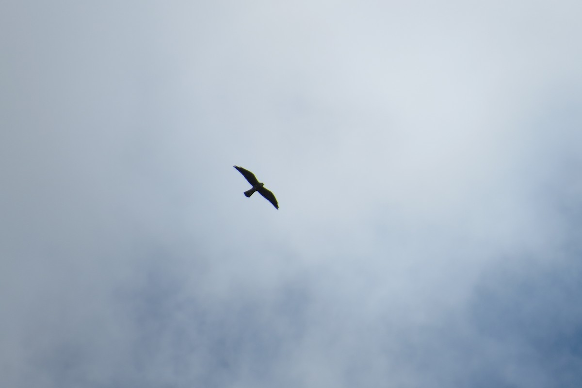 Mississippi Kite - Cade Campbell