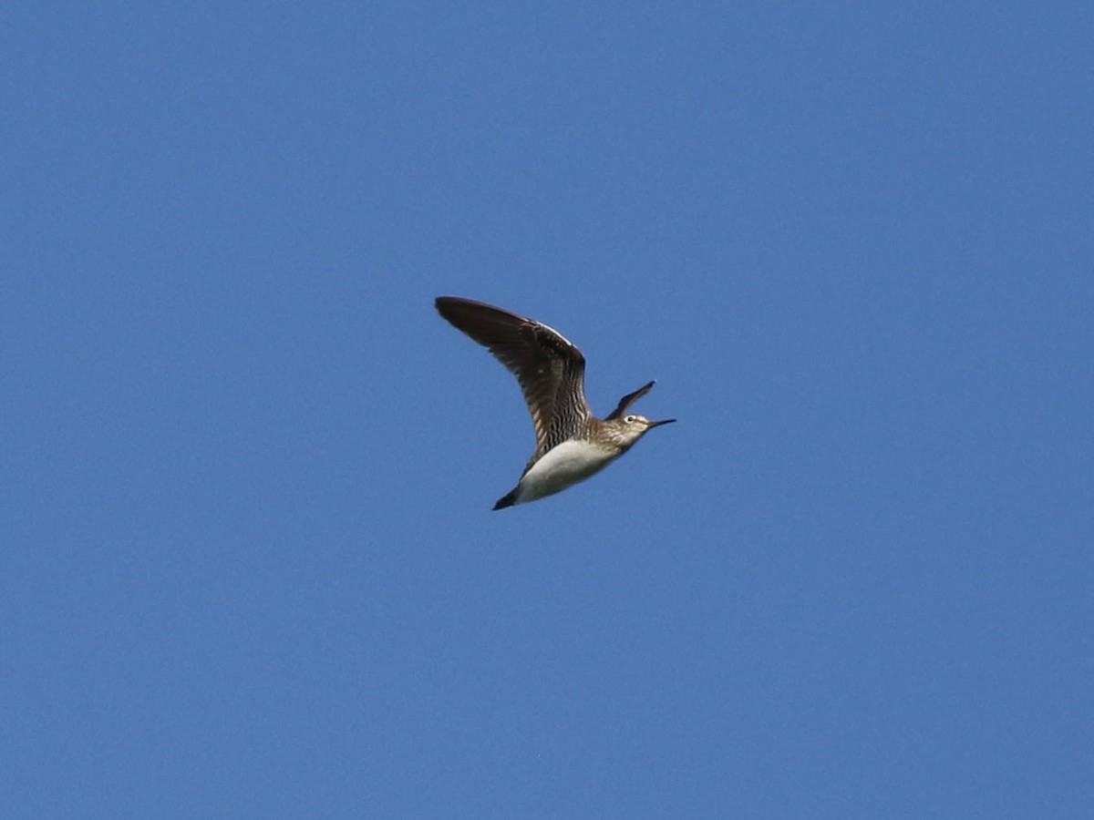 Solitary Sandpiper - Brandon Brogle