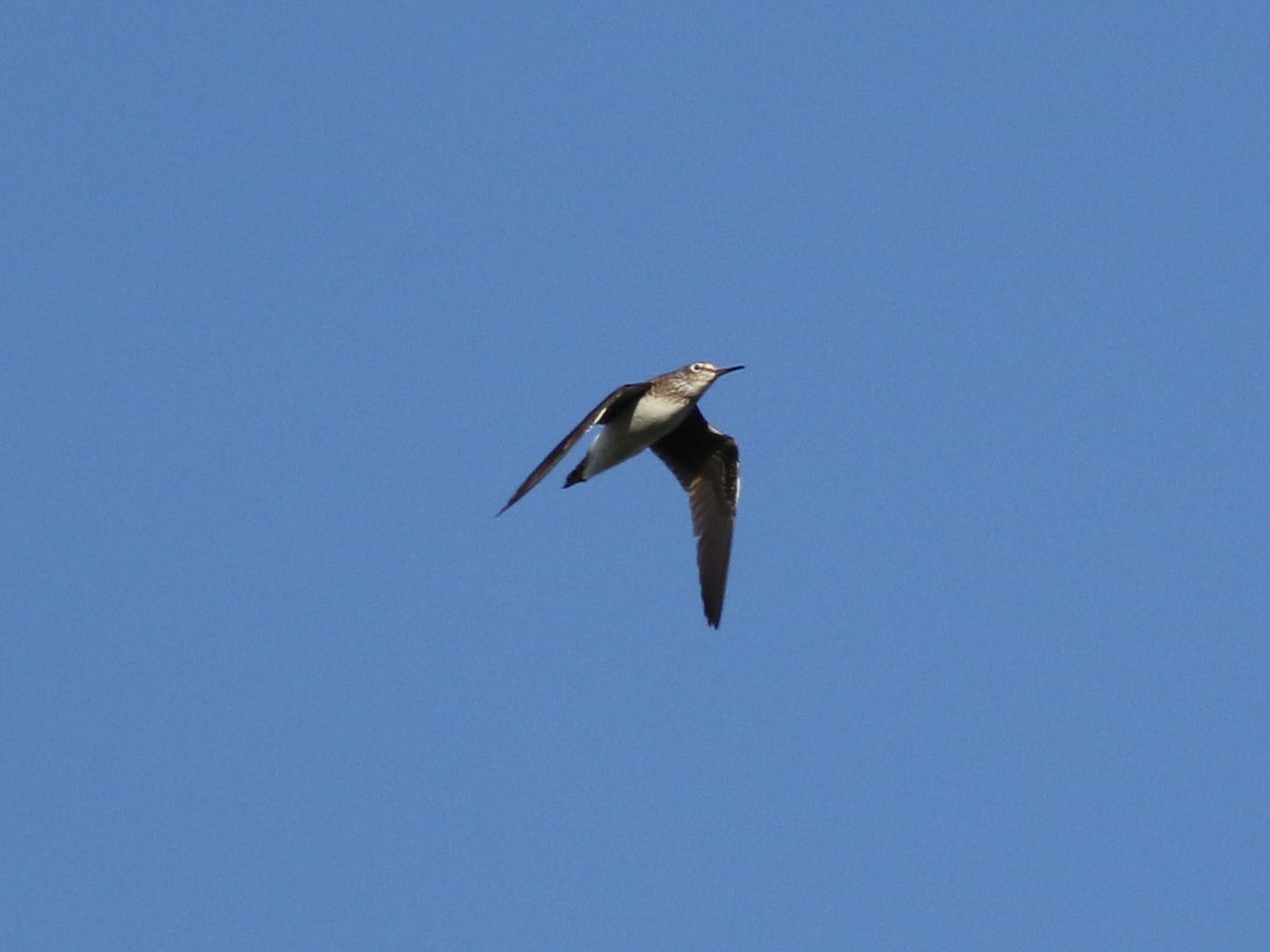 Solitary Sandpiper - ML604340301