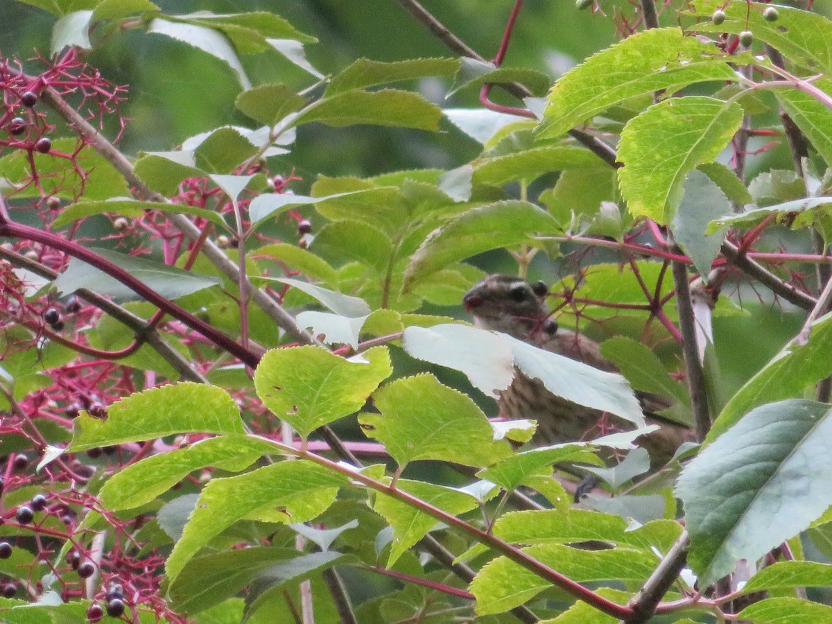 Cardinal à poitrine rose - ML604340771