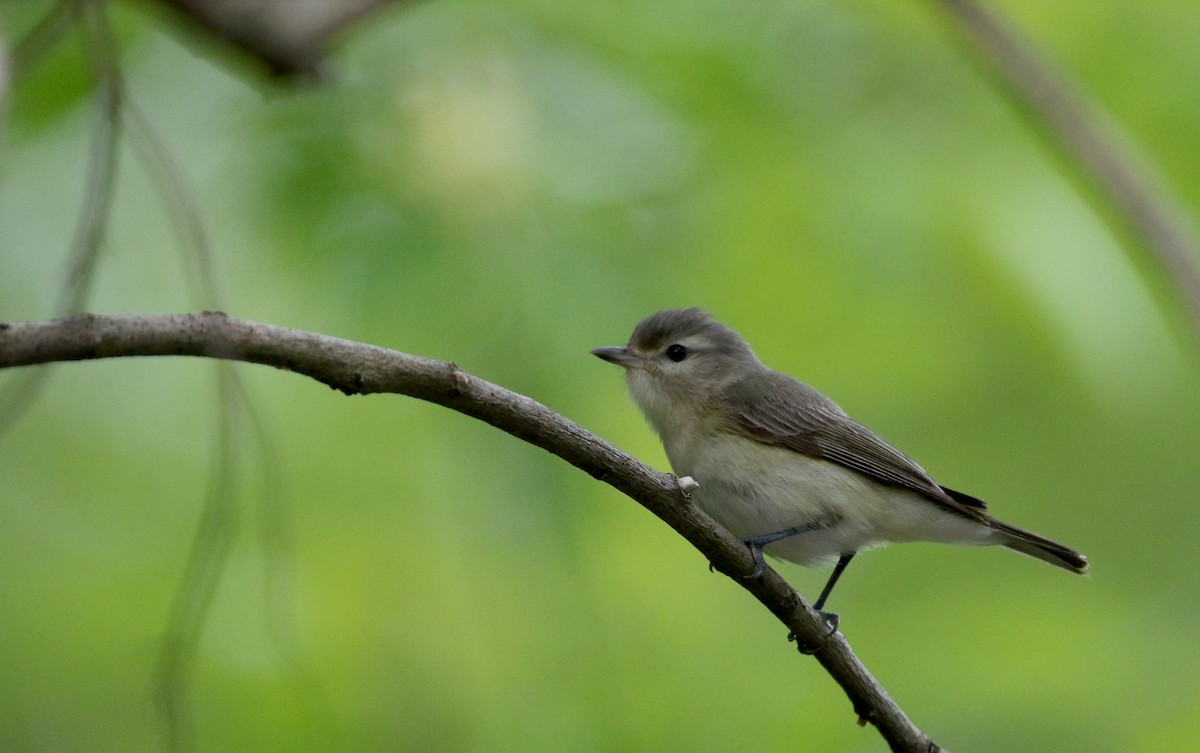 Warbling Vireo (Eastern) - ML60434101