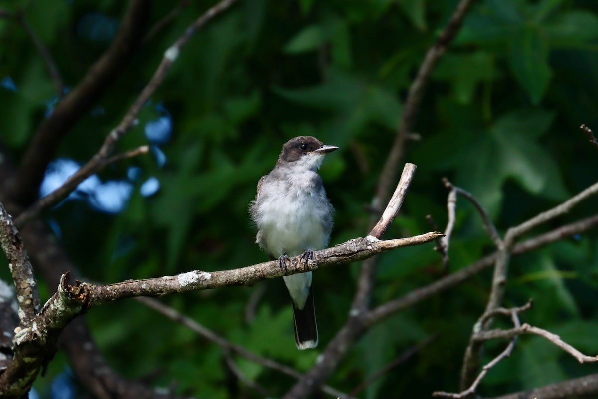 Eastern Kingbird - ML604341651