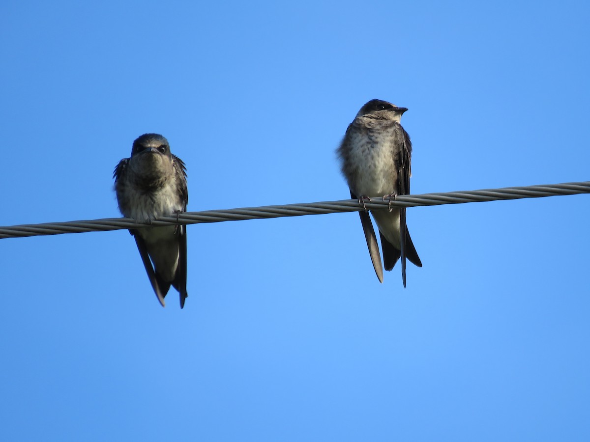 Purple Martin - ML604342171