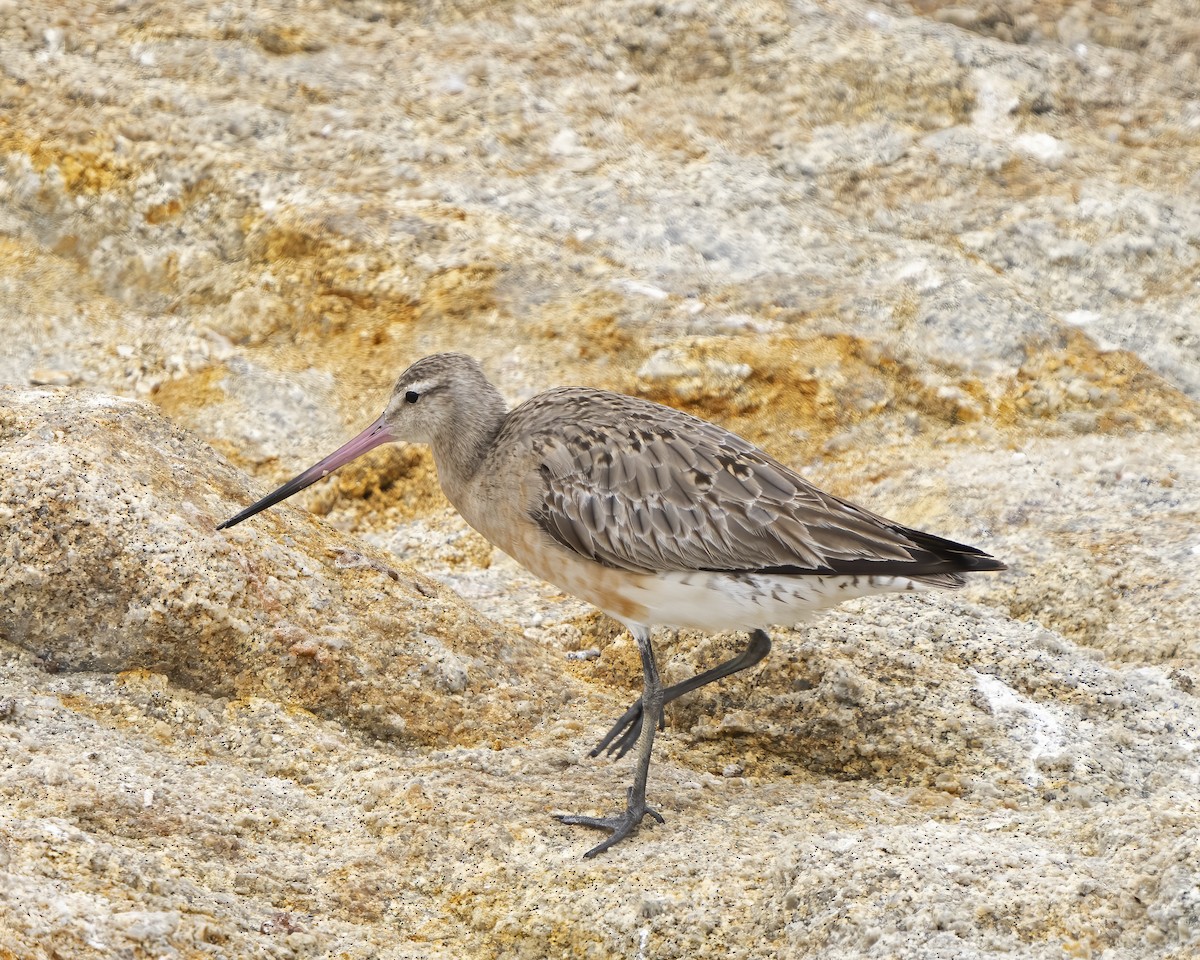 Bar-tailed Godwit - ML604343211