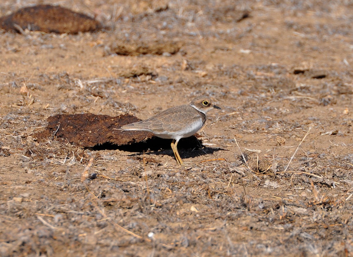 Little Ringed Plover - ML604344301