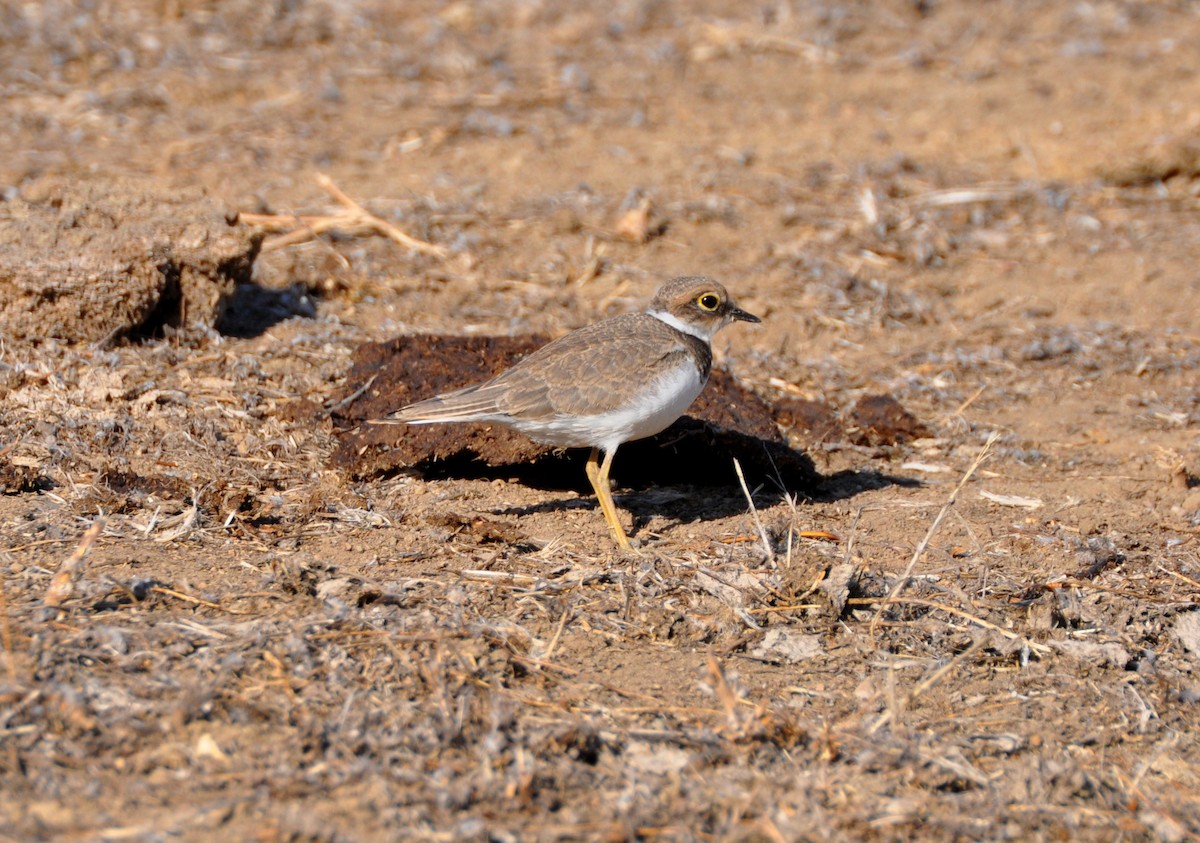 Little Ringed Plover - ML604344311