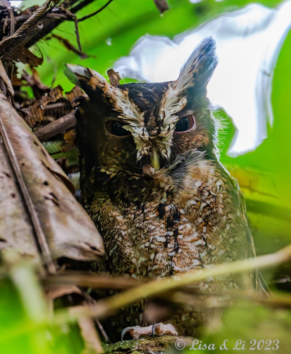 Rajah Scops-Owl (Sumatran) - ML604344931