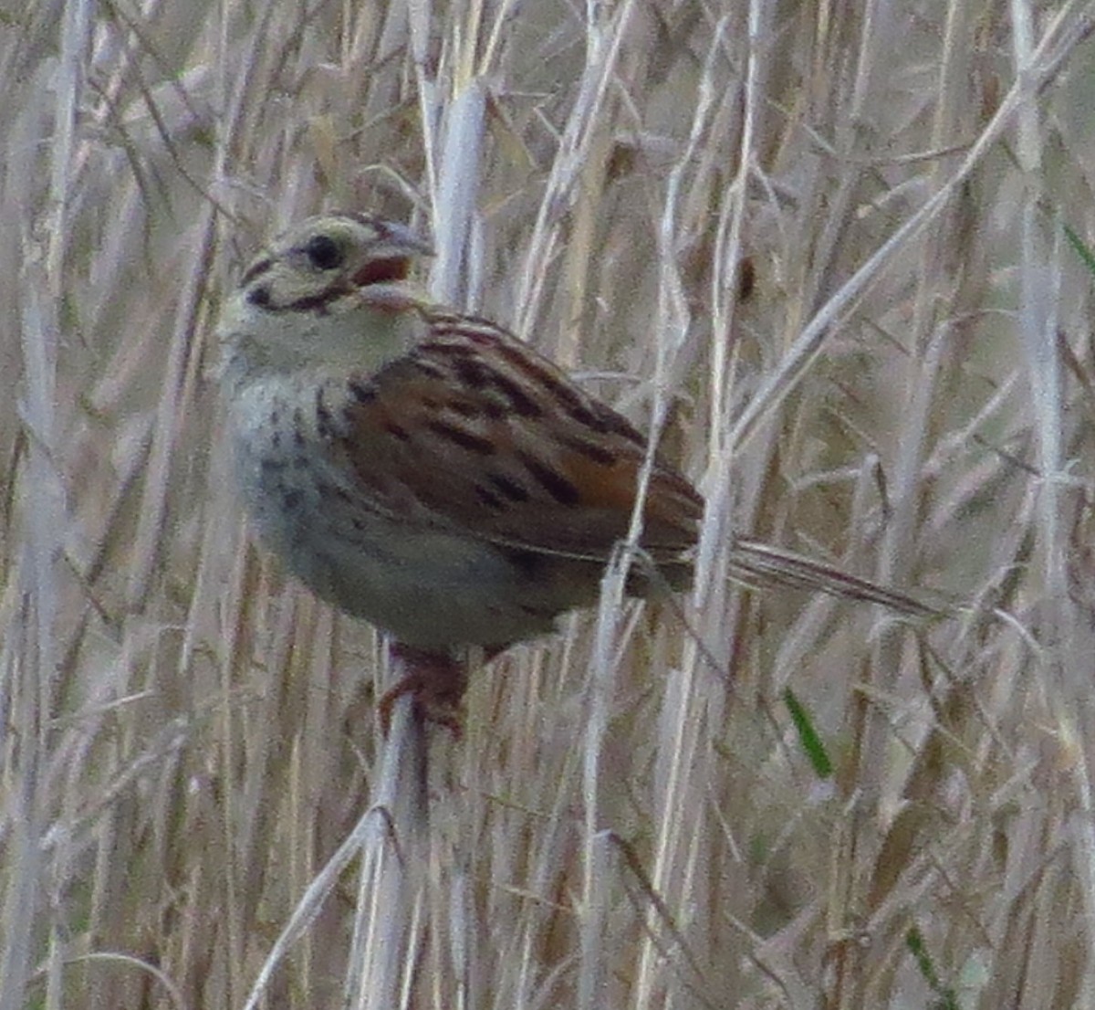 Henslow's Sparrow - ML604344981