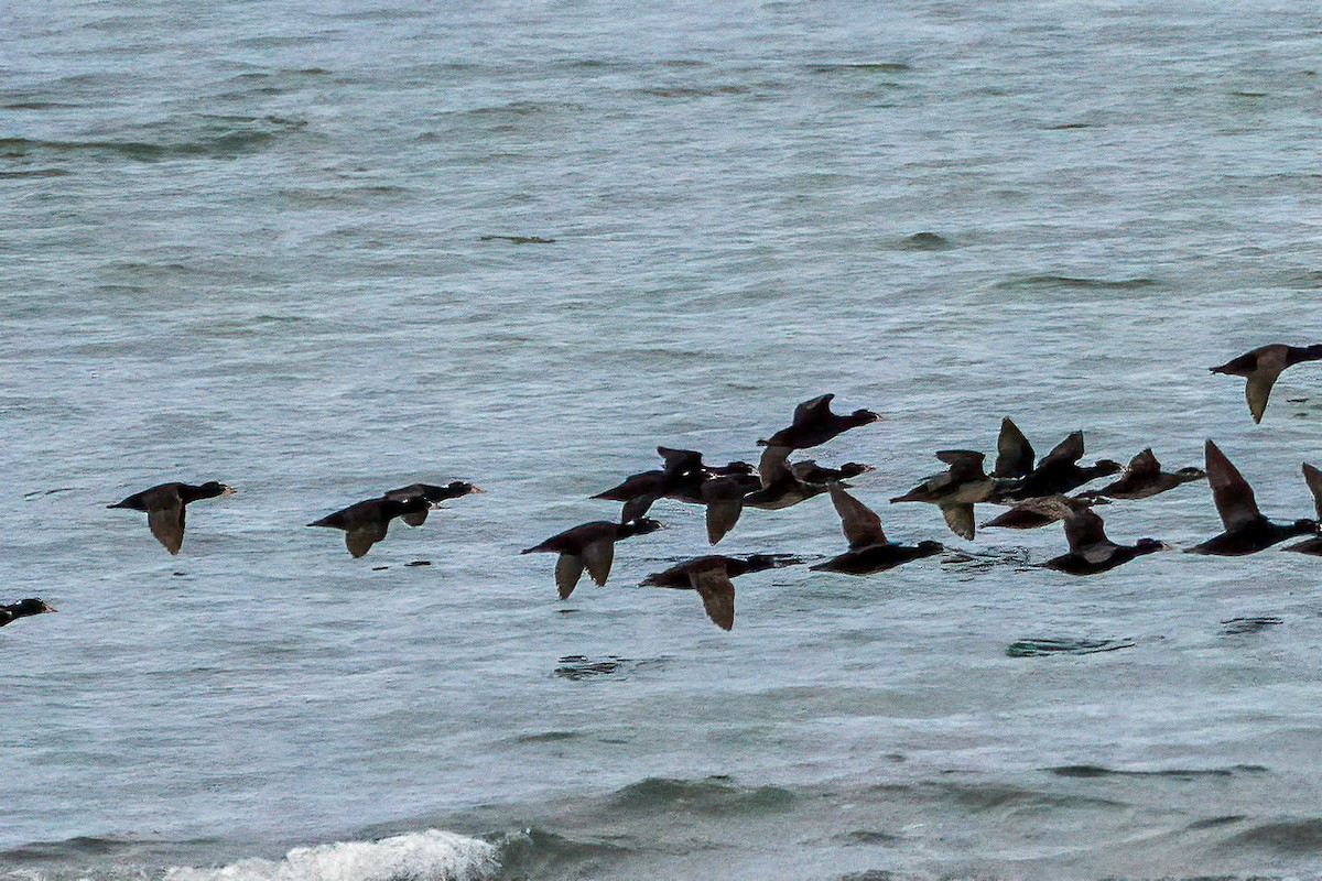 Surf Scoter - ML604345461