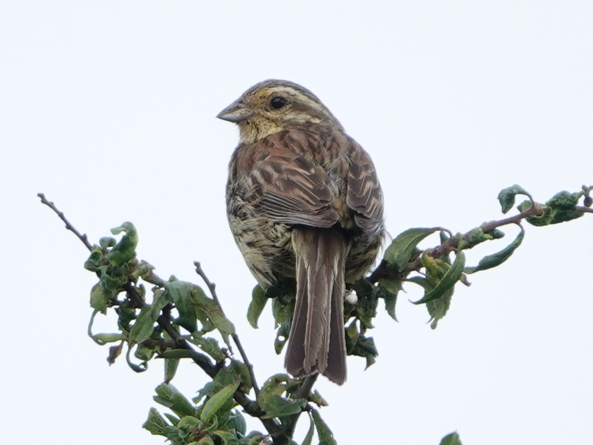 Cirl Bunting - ML604345741