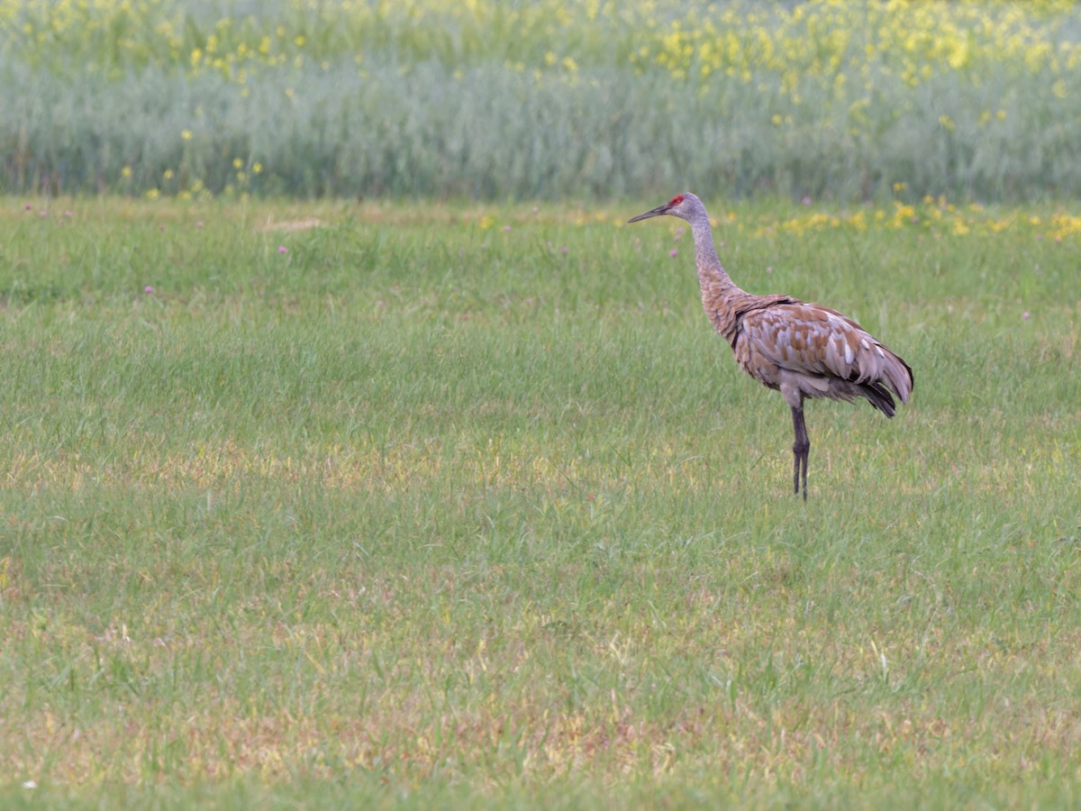 Sandhill Crane - ML604345881