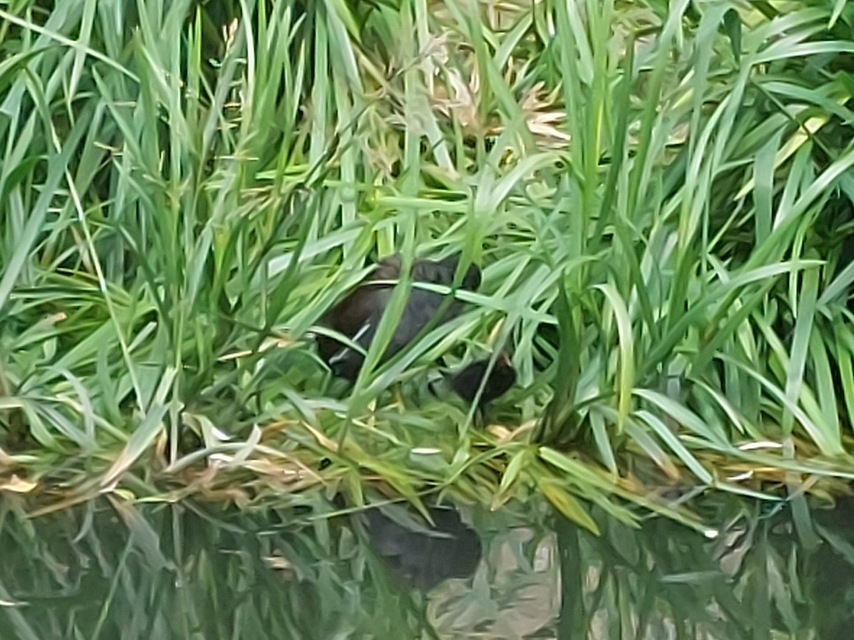 Eurasian Moorhen - ML604346051