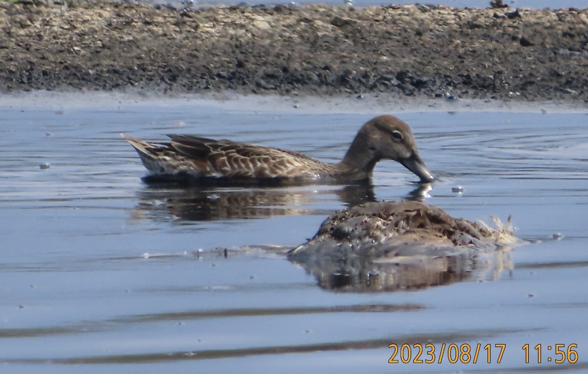 Cinnamon Teal - ML604346531