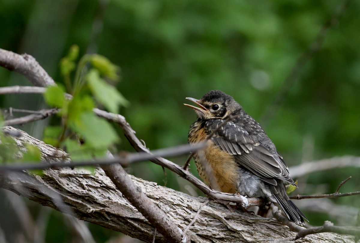 American Robin - ML60434731