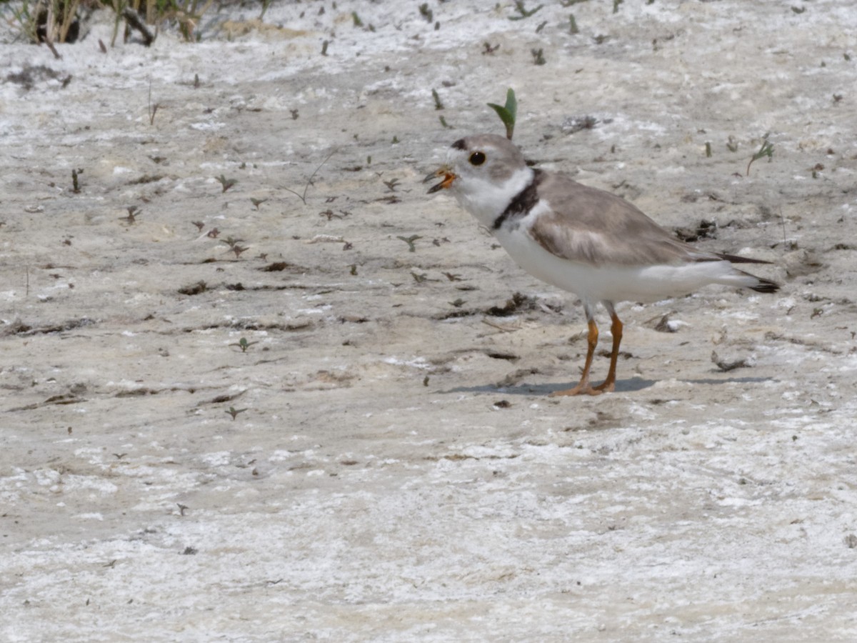 Piping Plover - ML604347791