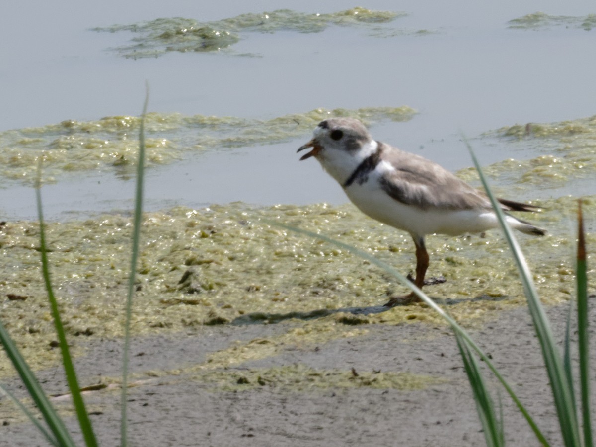 Piping Plover - ML604347801