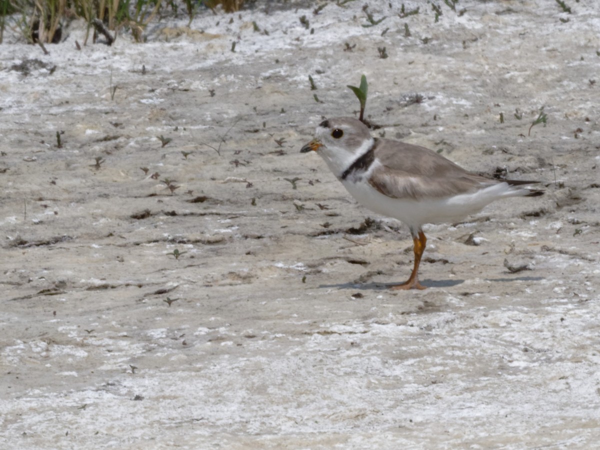 Piping Plover - ML604347811