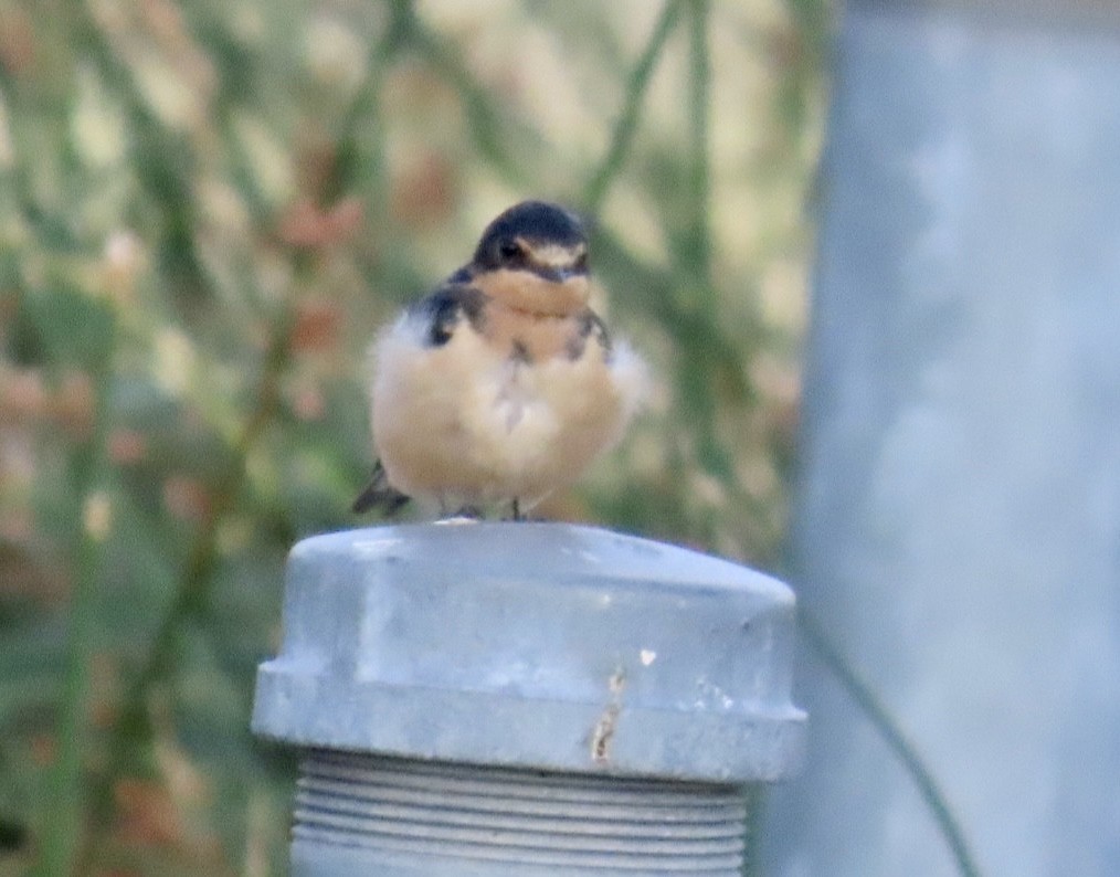 Golondrina Común - ML604348291