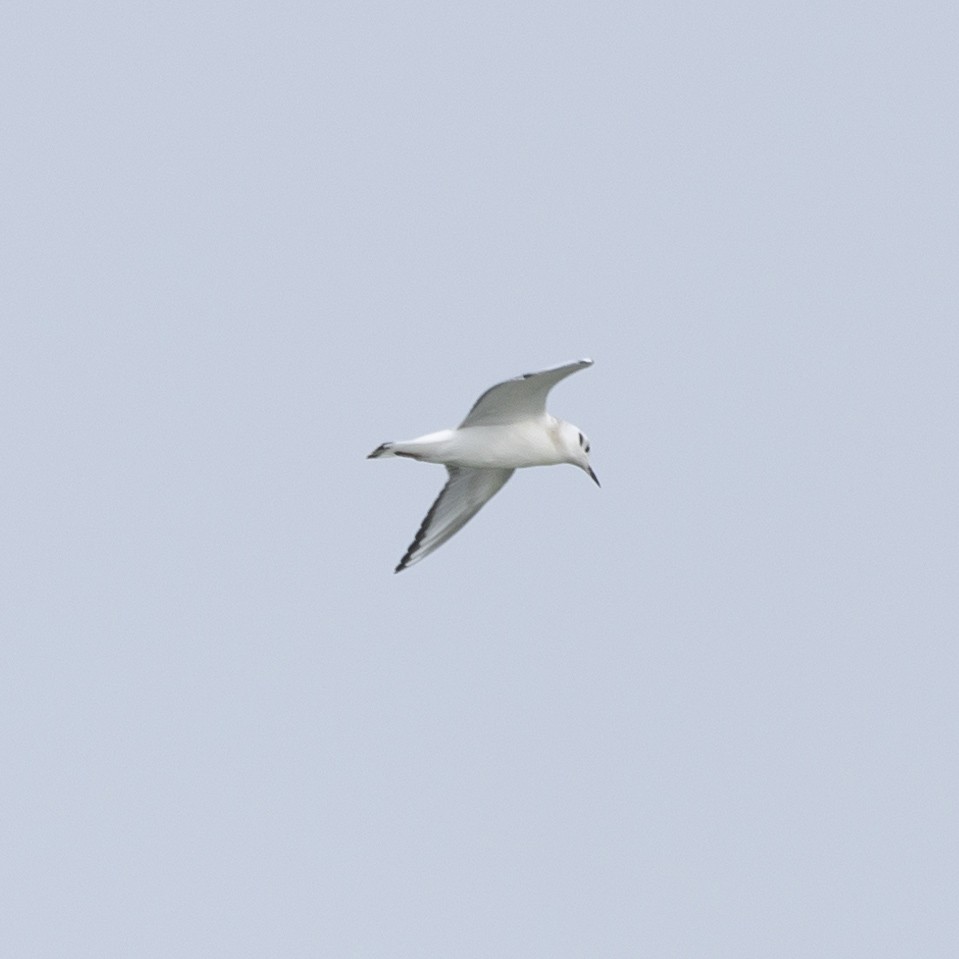 Bonaparte's Gull - ML604348321