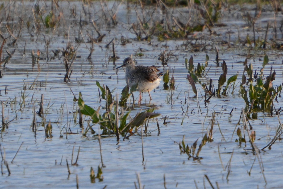 Greater Yellowlegs - ML60434891