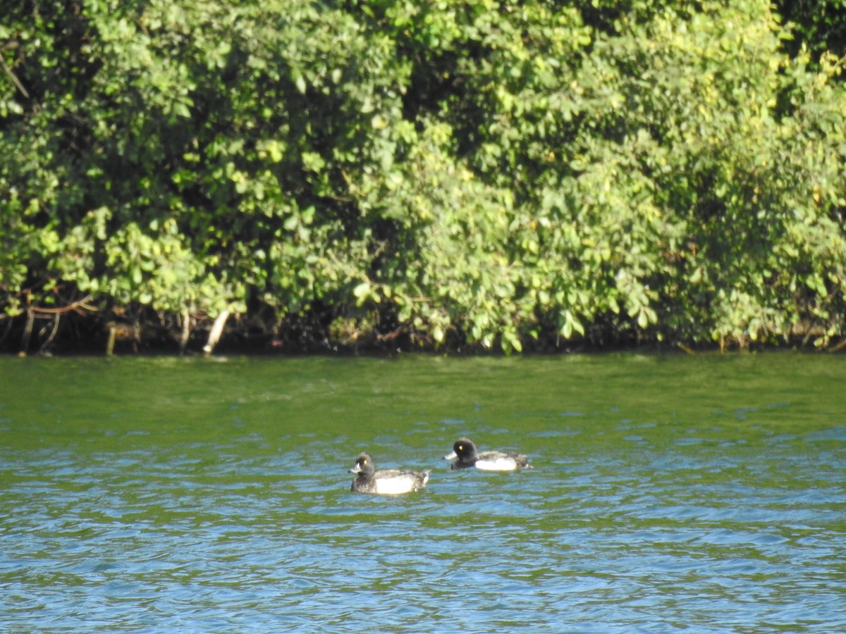 Tufted Duck - ML604350091