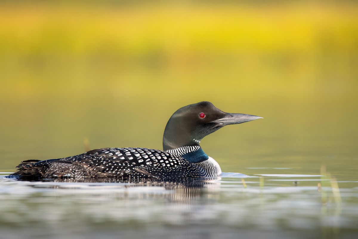 Plongeon huard - ML604350811