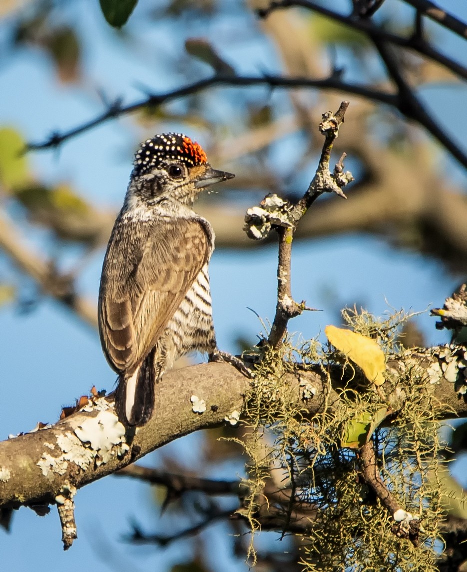 White-barred Piculet - ML604351721