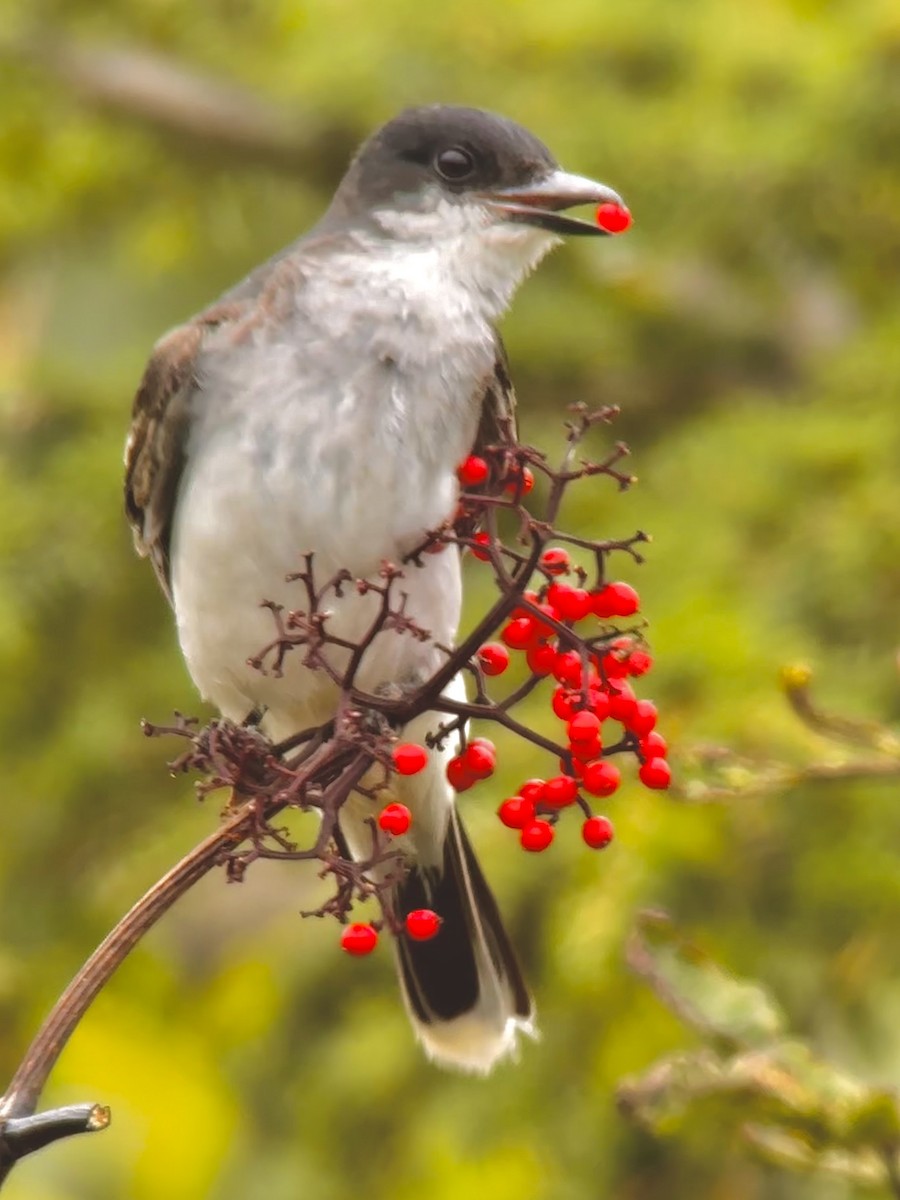 Eastern Kingbird - ML604353031