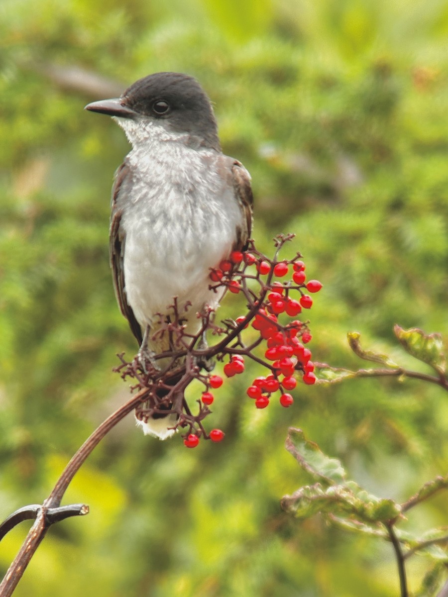 Eastern Kingbird - ML604353491