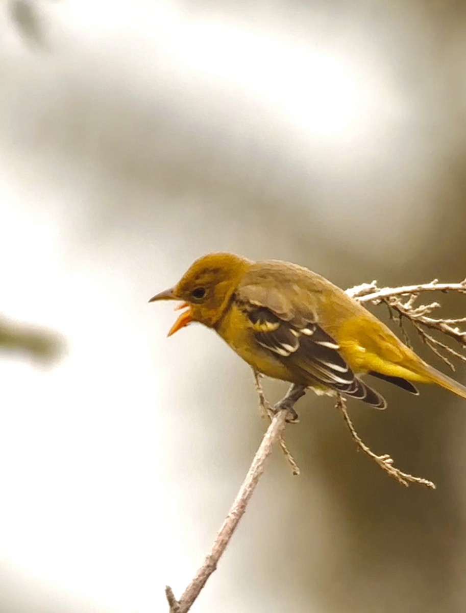 Western Tanager - ML604353881