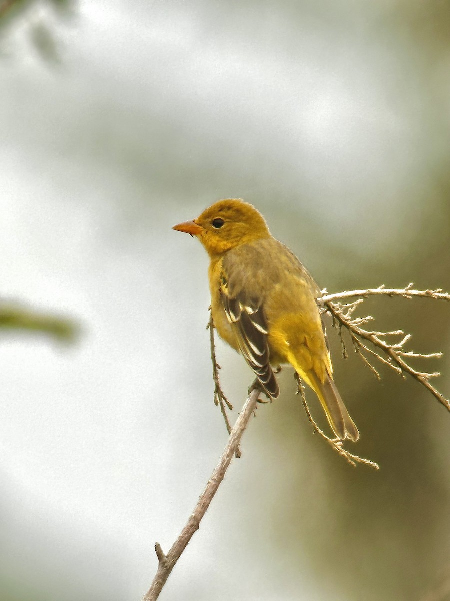Western Tanager - ML604353921