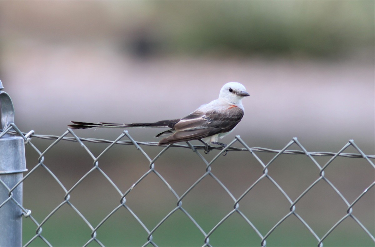 Scissor-tailed Flycatcher - ML604354461