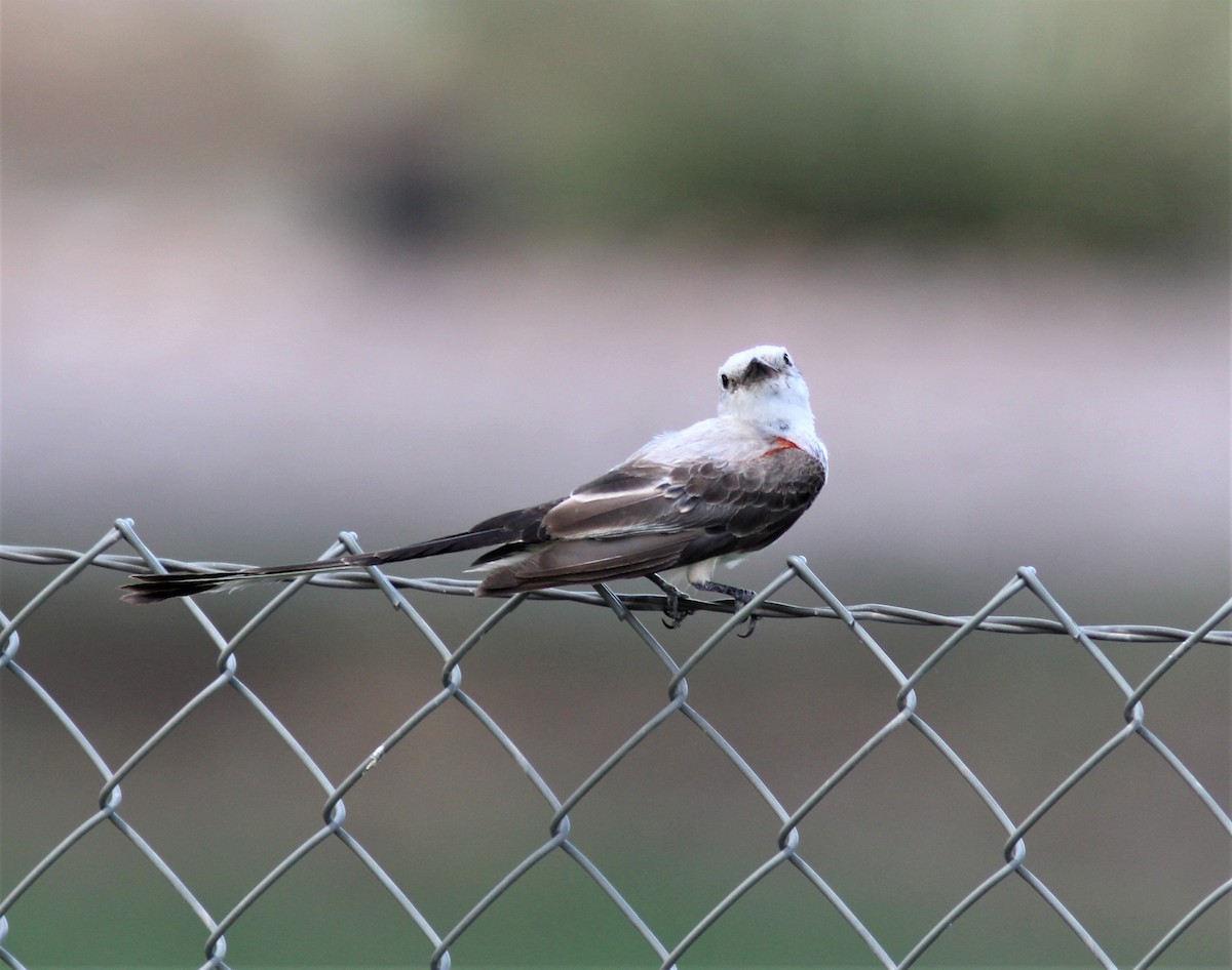 Scissor-tailed Flycatcher - Ken Tracey