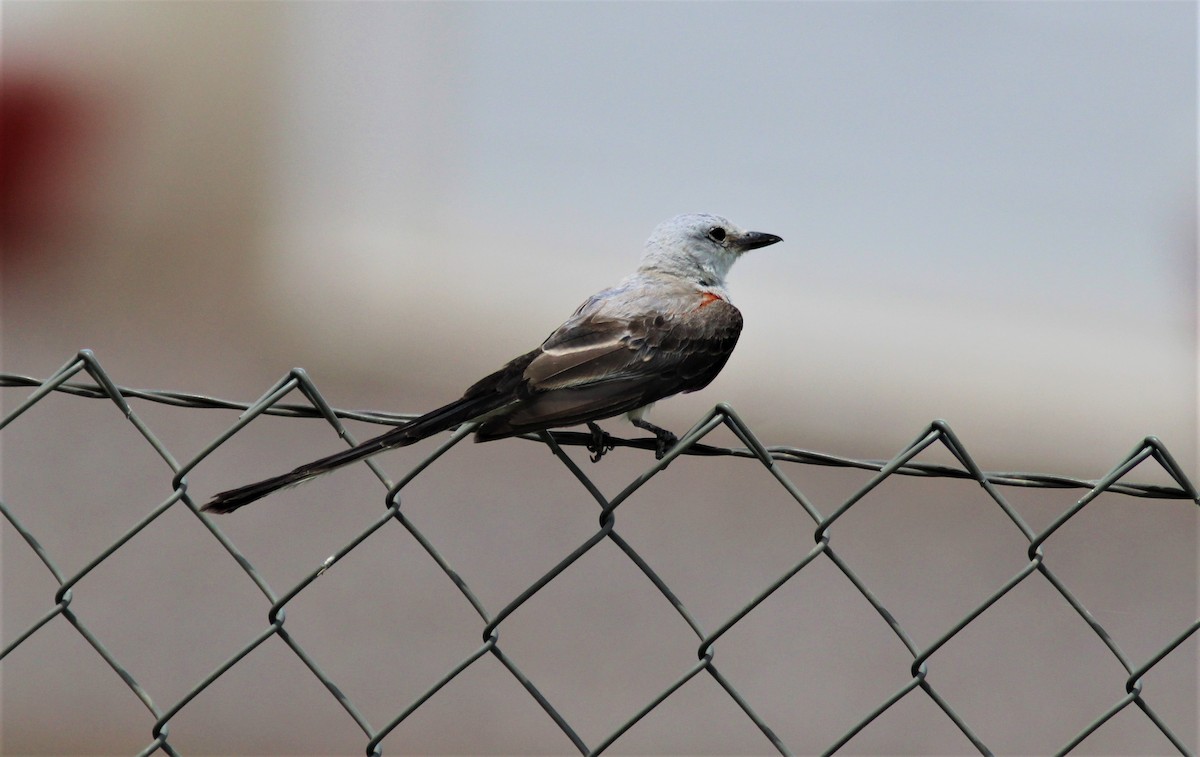 Scissor-tailed Flycatcher - ML604354481